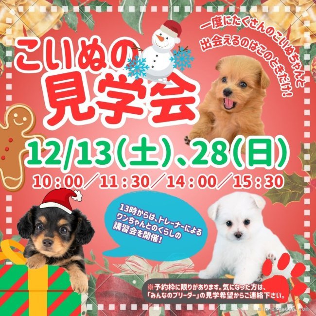 峯岸歩夢ブリーダーのブログ：ふわふわ子犬とほっこり出会える日💖見学会で運命の出会いを✨