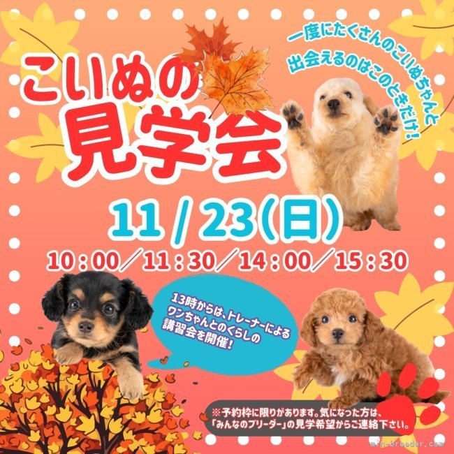 峯岸歩夢ブリーダーのブログ：ワンちゃん大集合！運命の子に出会えるチャンス🌟