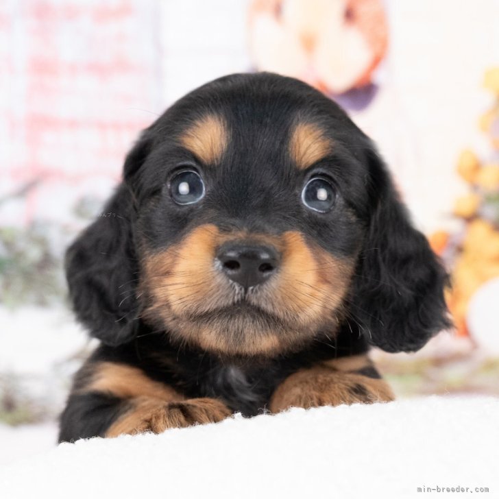 ブリーダー画像