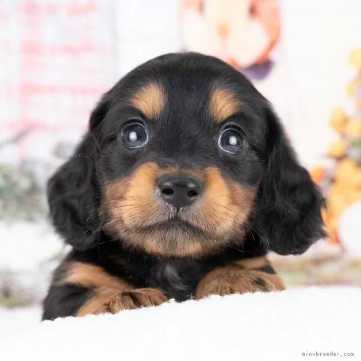 ミニチュアダックスフンド(ロング)【岐阜県・男の子・2025年8月26日・ブラック&amp;タン】の写真1「マイクロチップ・接種済みワクチン・健康診断込みの総額です🐶💉」