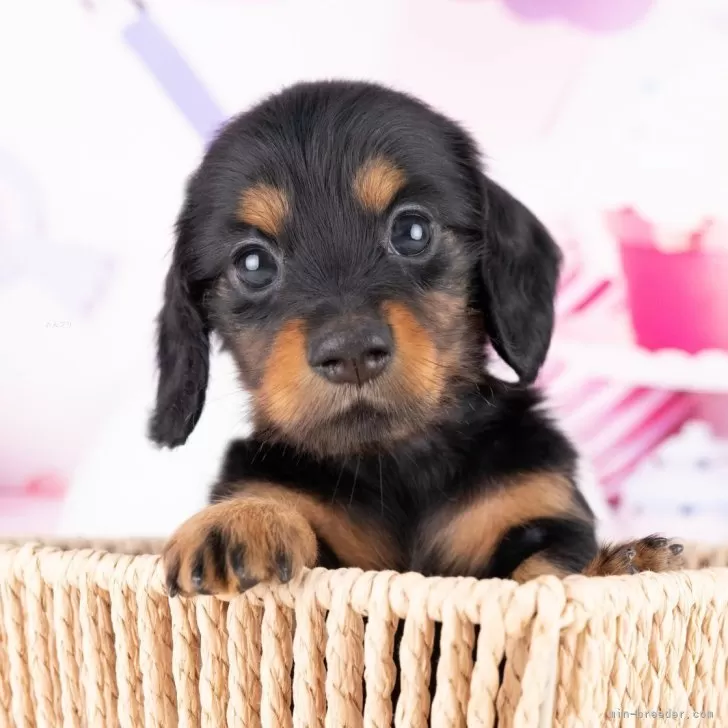 ミニチュアダックスフンド(ロング)【岐阜県・女の子・2025年8月26日・ブラック&amp;タン】の写真1「マイクロチップ・接種済みワクチン・健康診断込みの総額です🐶💉」