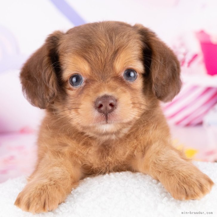 ドッグフード CHAEYOUNG ペット フード付き スウェット シャイナリー ビション テディ 犬