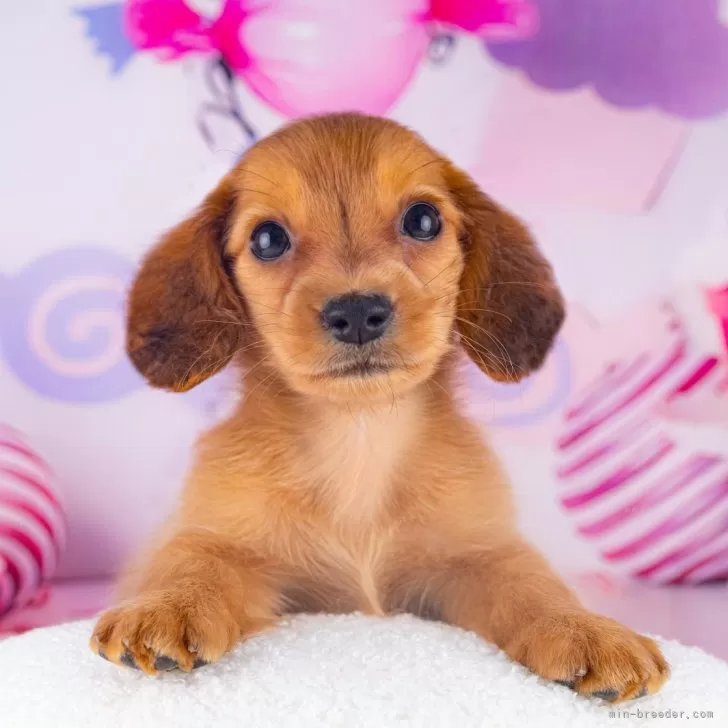 みときち　オープンカーの探偵犬　階段のある風景 61TjyXEi2pL._AC_UL210_SR210,