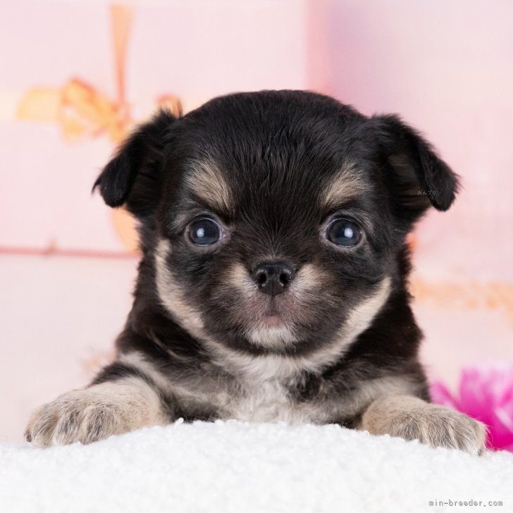 チワワページ チワワ(ロング)【岐阜県・女の子・2025年9月19日・ブラック&タン】11