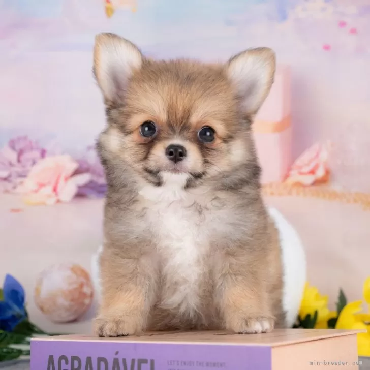 K.N 様のお迎えした子犬