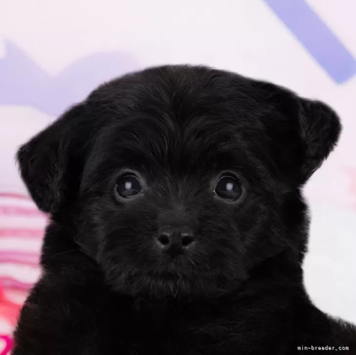 M.H 様のお迎えした子犬