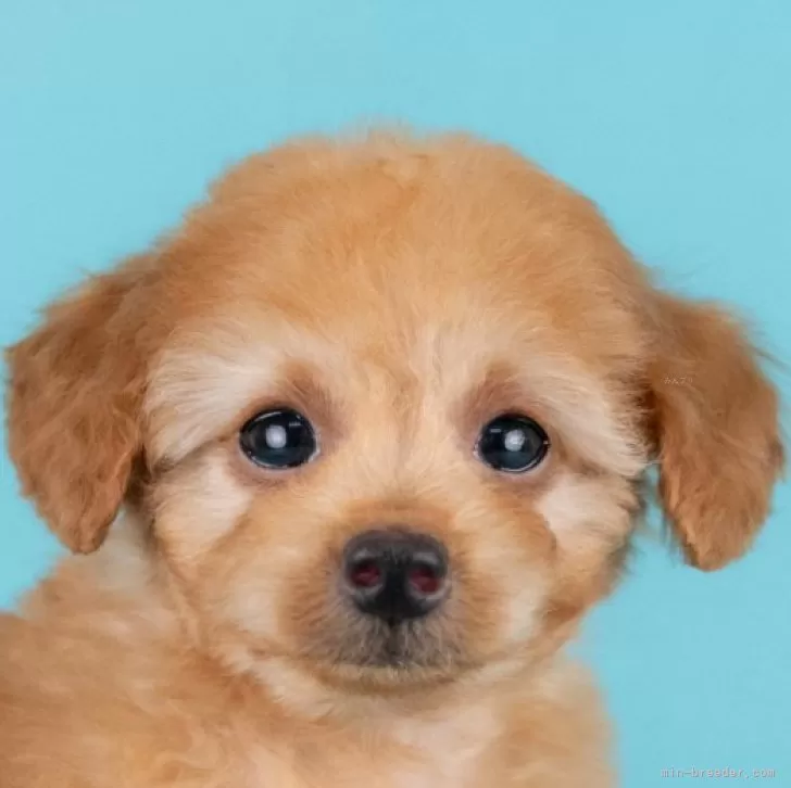 ID:2506-05313の子犬