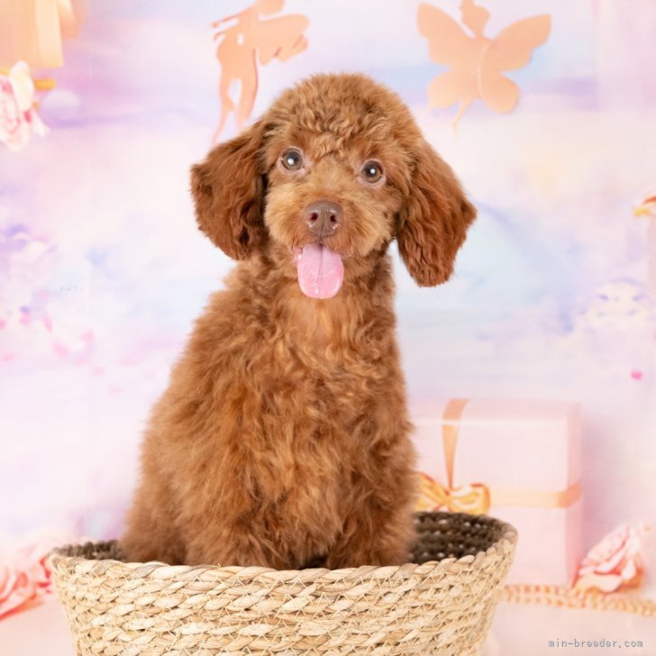 ブリーダー画像