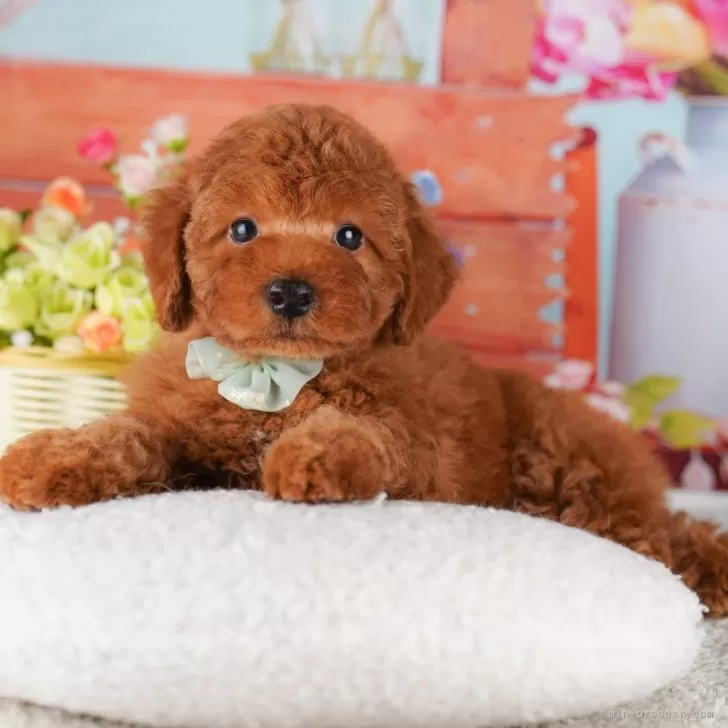 ID:2412-05075の子犬