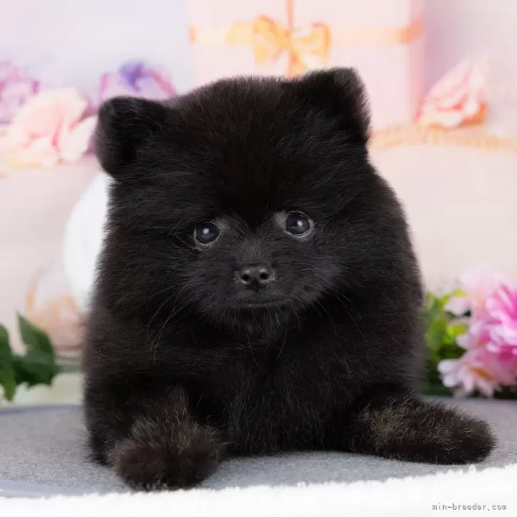 E.N 様のお迎えした子犬