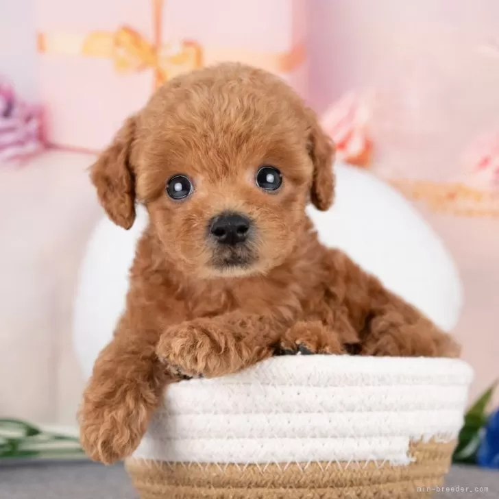 K.N 様のお迎えした子犬