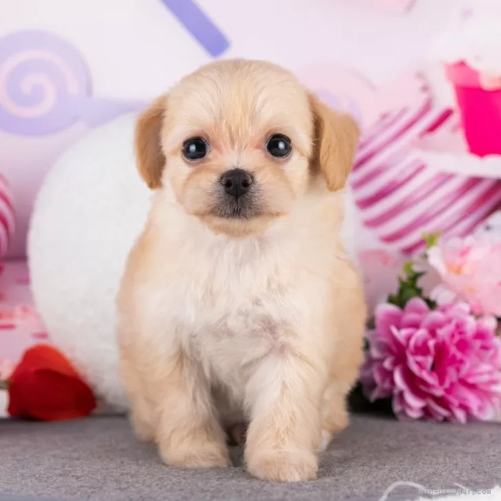 チワプー(トイプードル×チワワ)【岐阜県・女の子・2025年8月13日・ホワイト&amp;クリーム】の写真1「マイクロチップ・接種済みワクチン・健康診断込みの総額です🐶💉」