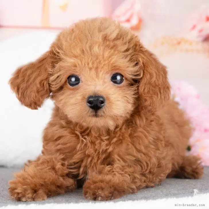 かに 様のお迎えした子犬