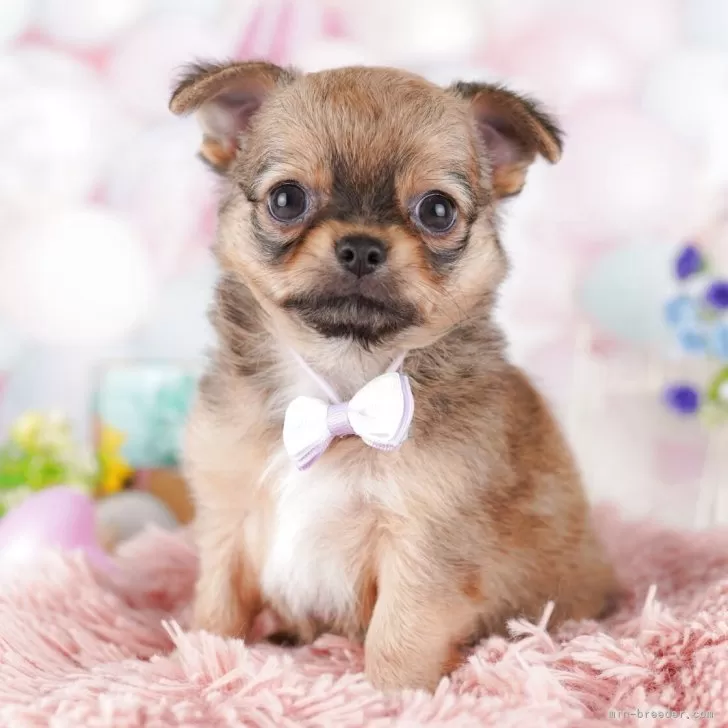 ID:2504-06040の子犬
