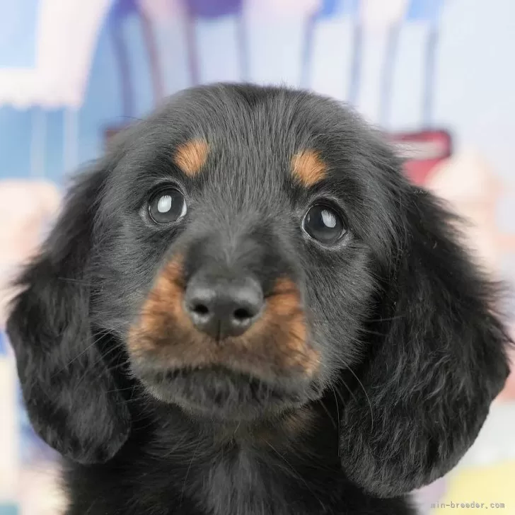 R.Y 様のお迎えした子犬