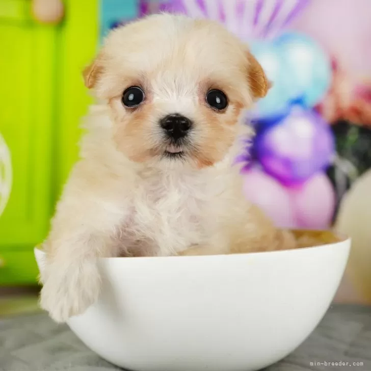 ID：2501-01028の子犬