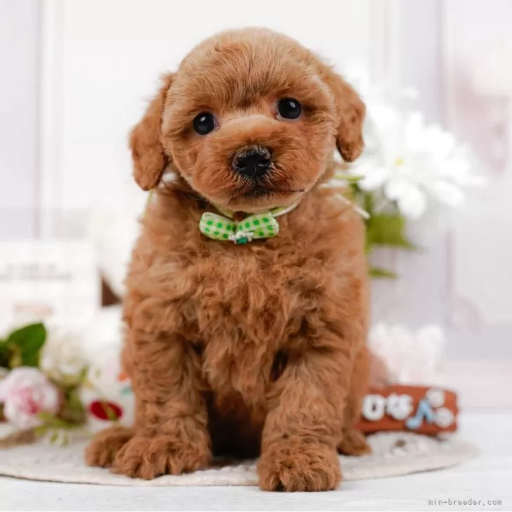 K.H 様のお迎えした子犬