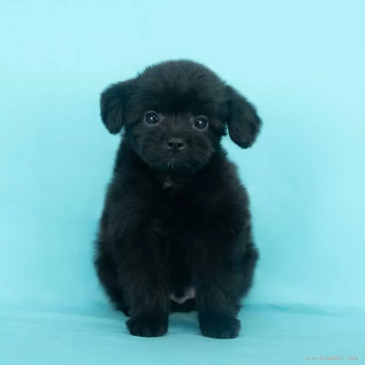 N 様のお迎えした子犬