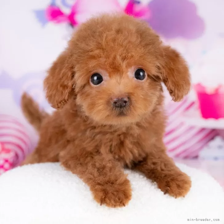 はむたろう 様のお迎えした子犬