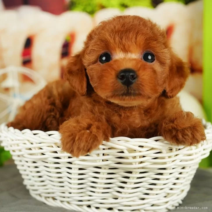 ID：2412-02532の子犬