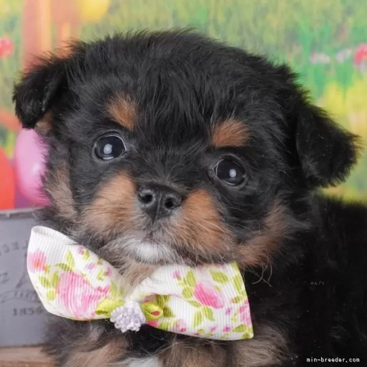 ID：2501-06680の子犬