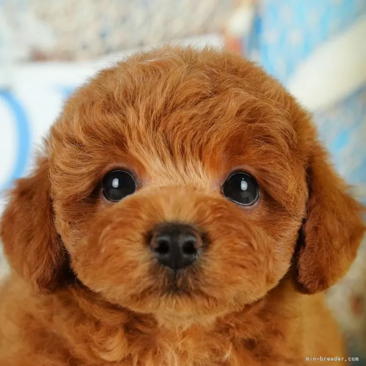 ID：2412-02527の子犬