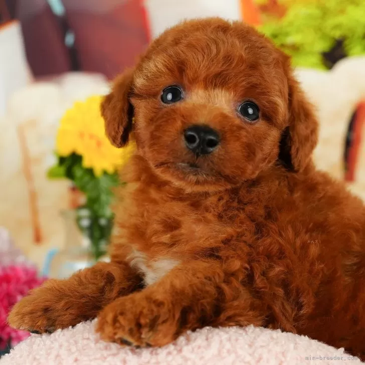 ID：2501-01018の子犬