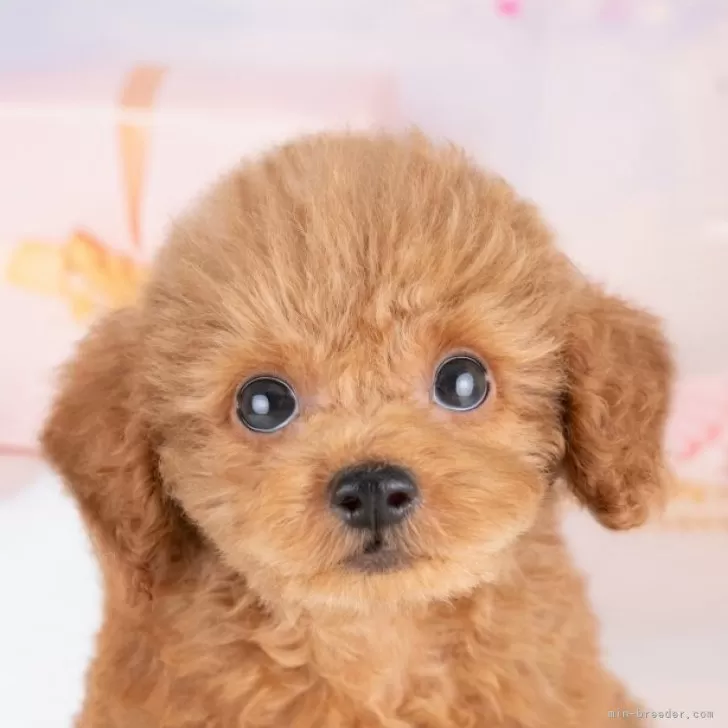 まめすけ 様のお迎えした子犬