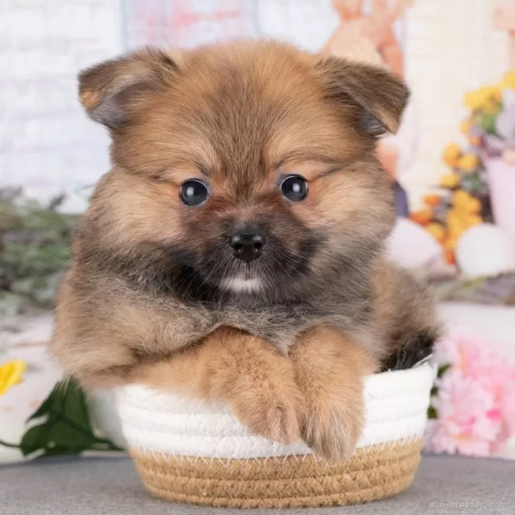 ポメラニアン【岐阜県・女の子・2025年7月14日・オレンジセーブル】の写真1「マイクロチップ・接種済みワクチン・健康診断込みの総額です🐶💉」