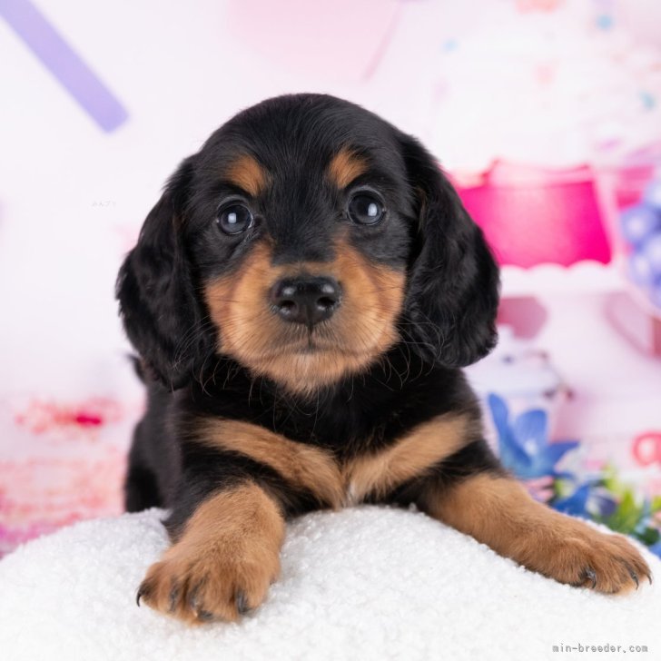 ブリーダー画像