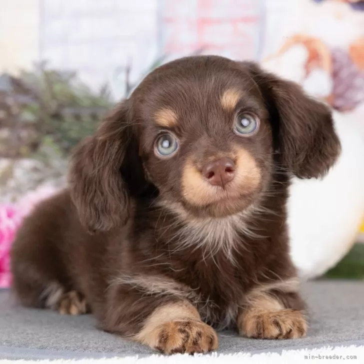 ID:2508-07902の子犬