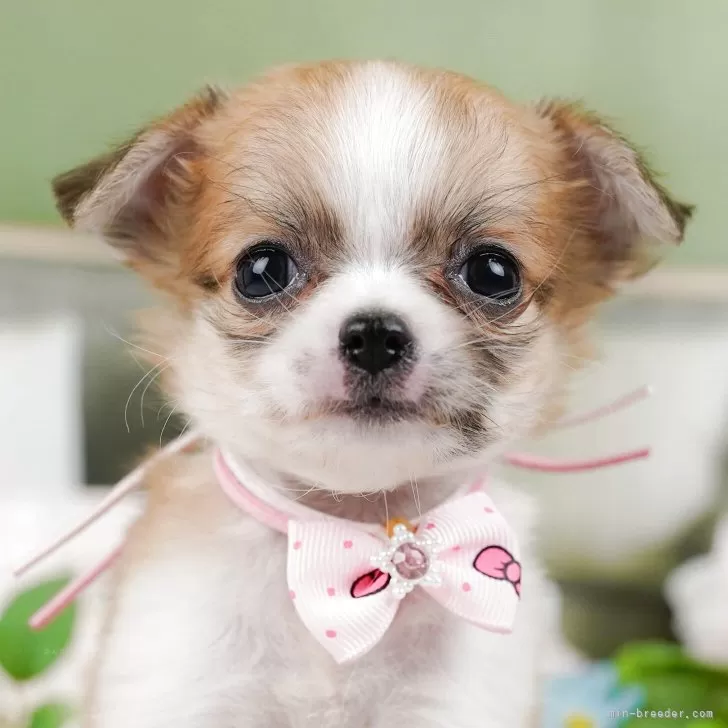 C.T 様のお迎えした子犬