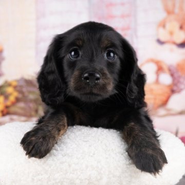 ミニチュアダックスフンド(ロング)【岐阜県・女の子・2025年9月28日・ブラック&タン】の写真「12/13㈯・28㈰ワンちゃん大集合見学会開催🎉」