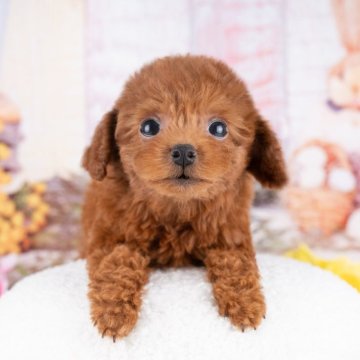 トイプードル(タイニー)【岐阜県・女の子・2025年9月26日・レッド】の写真「12/13㈯・28㈰ワンちゃん大集合見学会開催🎉」