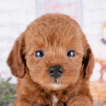 トイプードル(トイ)【岐阜県・女の子・2025年8月2日・レッド】の写真「10/26㈰ワンちゃん大集合見学会開催🎉」
