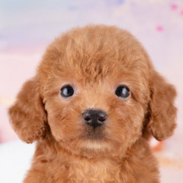 トイプードル(トイ)【岐阜県・女の子・2025年7月27日・レッド】の写真「9/28㈰ワンちゃん大集合見学会開催🎉」