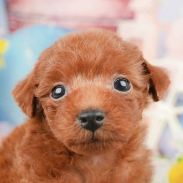 トイプードル(タイニー)【岐阜県・男の子・2025年1月5日・レッド】の写真「総額表示！！4月上旬見学可能予定✨」