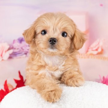 マルプー(トイプードル×マルチーズ)【岐阜県・女の子・2025年9月21日・アプリコット】の写真「12/13㈯・28㈰ワンちゃん大集合見学会開催🎉」