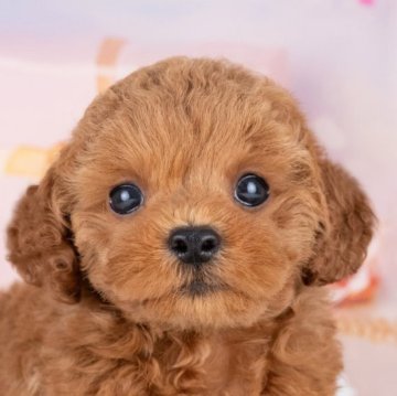 トイプードル(トイ)【岐阜県・男の子・2025年7月19日・レッド】の写真「10/11㈯ワンちゃん大集合見学会開催🎉」