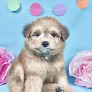 ポメプー(ポメラニアン×トイプードル)【岐阜県・男の子・2025年3月27日・アプリコット】の写真「総額表示！当日見学OＫ5/23（金）からお迎え可能」