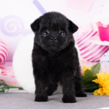 ポメプー(ポメラニアン×トイプードル)【岐阜県・女の子・2025年8月10日・ブラック】の写真「10/11㈯ワンちゃん大集合見学会開催🎉」