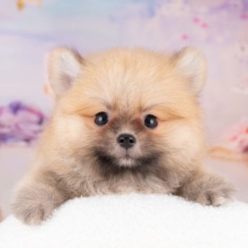 ポメラニアン【岐阜県・男の子・2025年7月14日・オレンジセーブル】の写真「9/13㈯28㈰ワンちゃん大集号見学会開催🎉」