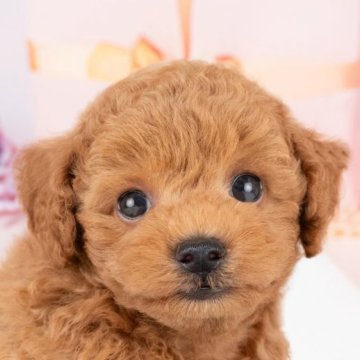 トイプードル(トイ)【岐阜県・男の子・2025年7月26日・レッド】の写真「9/28㈰ワンちゃん大集合見学会開催🎉」