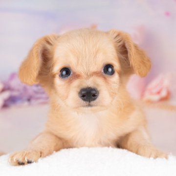 チワックス(チワワ×ダックスフンド)【岐阜県・女の子・2025年7月15日・レッド】の写真「ブリーダーアワード岐阜県No1！当日見学OK✨」