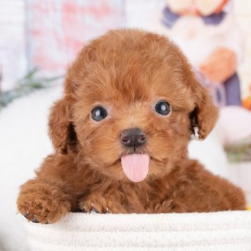 トイプードル(トイ)【岐阜県・女の子・2025年7月27日・レッド】の写真「9/28㈰ワンちゃん大集合見学会開催🎉」