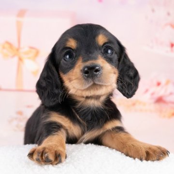 ミニチュアダックスフンド(ロング)【岐阜県・男の子・2025年9月18日・ブラック&タン】の写真「12/13㈯・28㈰ワンちゃん大集合見学会開催🎉」