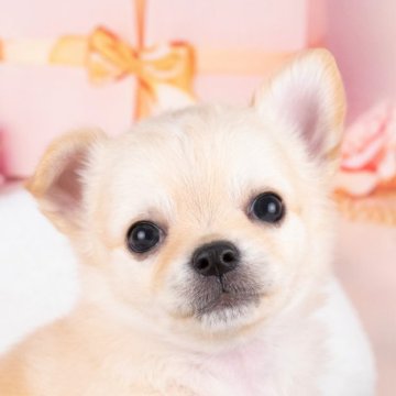 チワワ(ロング)【岐阜県・男の子・2025年8月31日・クリーム】の写真「10/26㈰ワンちゃん大集合見学会開催🎉」