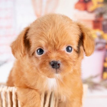 チワプー(トイプードル×チワワ)【岐阜県・男の子・2025年8月26日・レッド】の写真「10/26㈰ワンちゃん大集合見学会開催🎉」