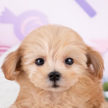 マルプー(トイプードル×マルチーズ)【岐阜県・男の子・2025年9月26日・レッド】の写真「12/13㈯・28㈰ワンちゃん大集合見学会開催🎉」