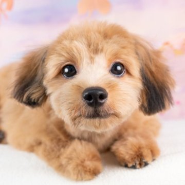 ポメプー(ポメラニアン×トイプードル)【岐阜県・男の子・2025年4月30日・オレンジセーブル】の写真「10/26㈰ワンちゃん大集合見学会開催🎉」